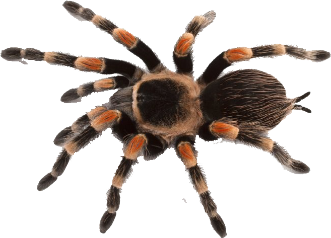 Spider