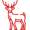 wildlife